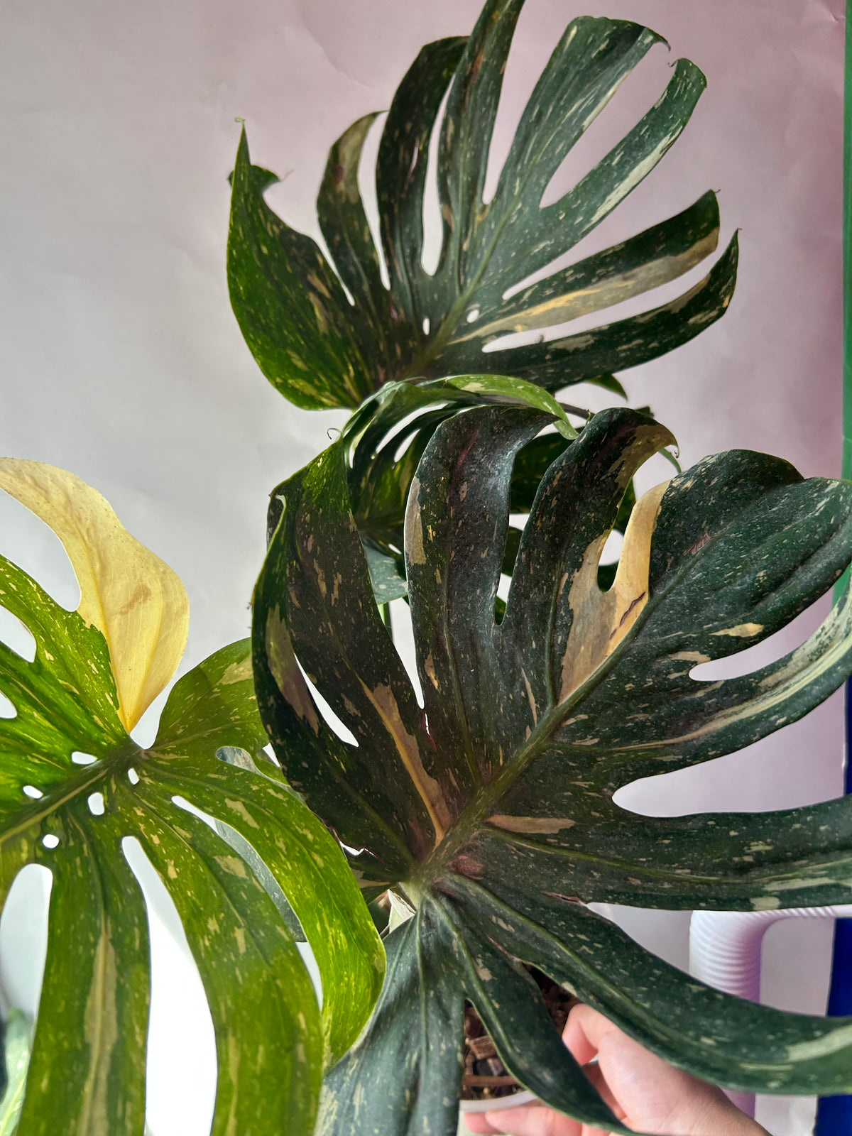 Monstera Medusa XXXL