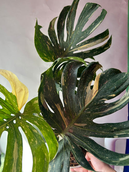 Monstera Medusa XXXL