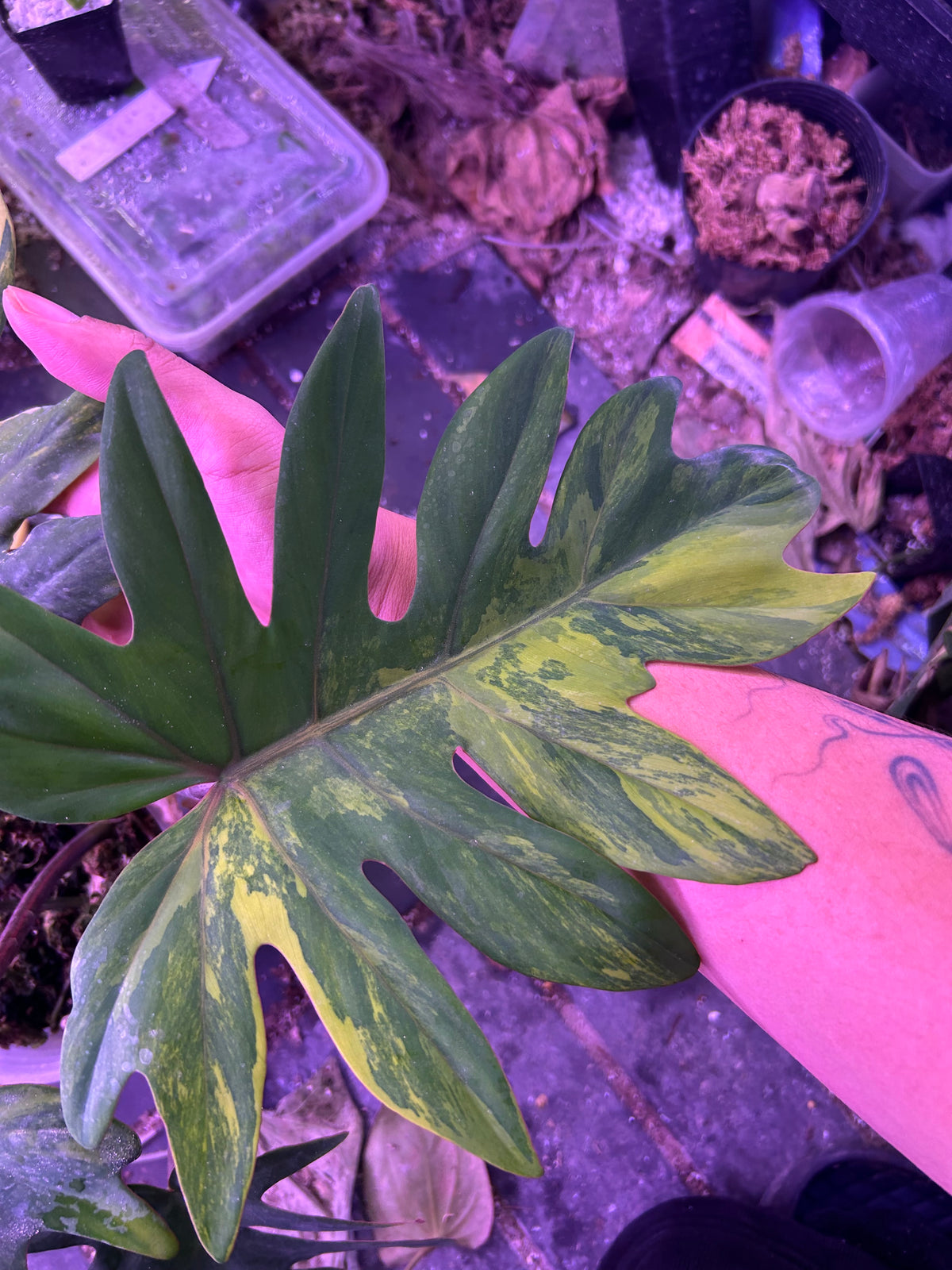 Philodendron Mayoi Variegated