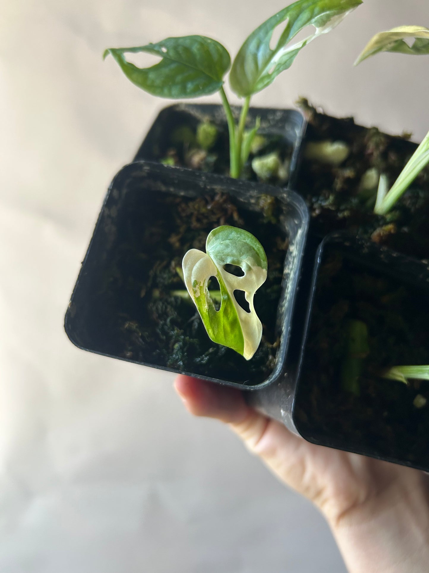 Set of 4 Monstera Adansonii Tricolor aka Albo