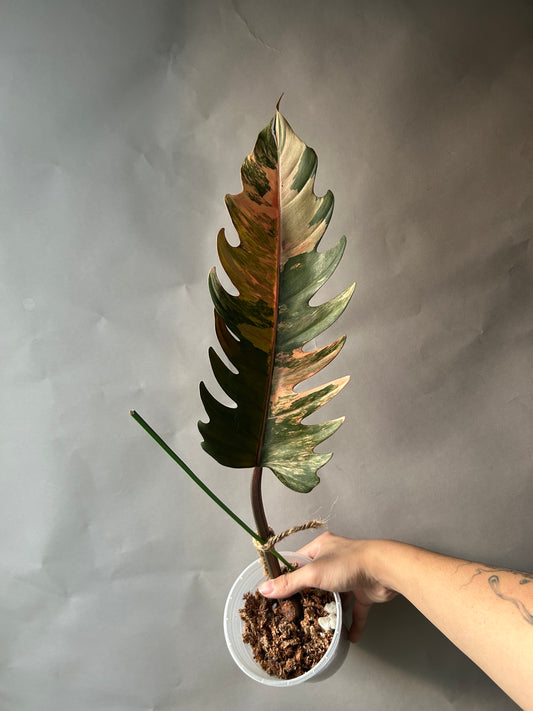 Philodendron Caramel Marble Cutting