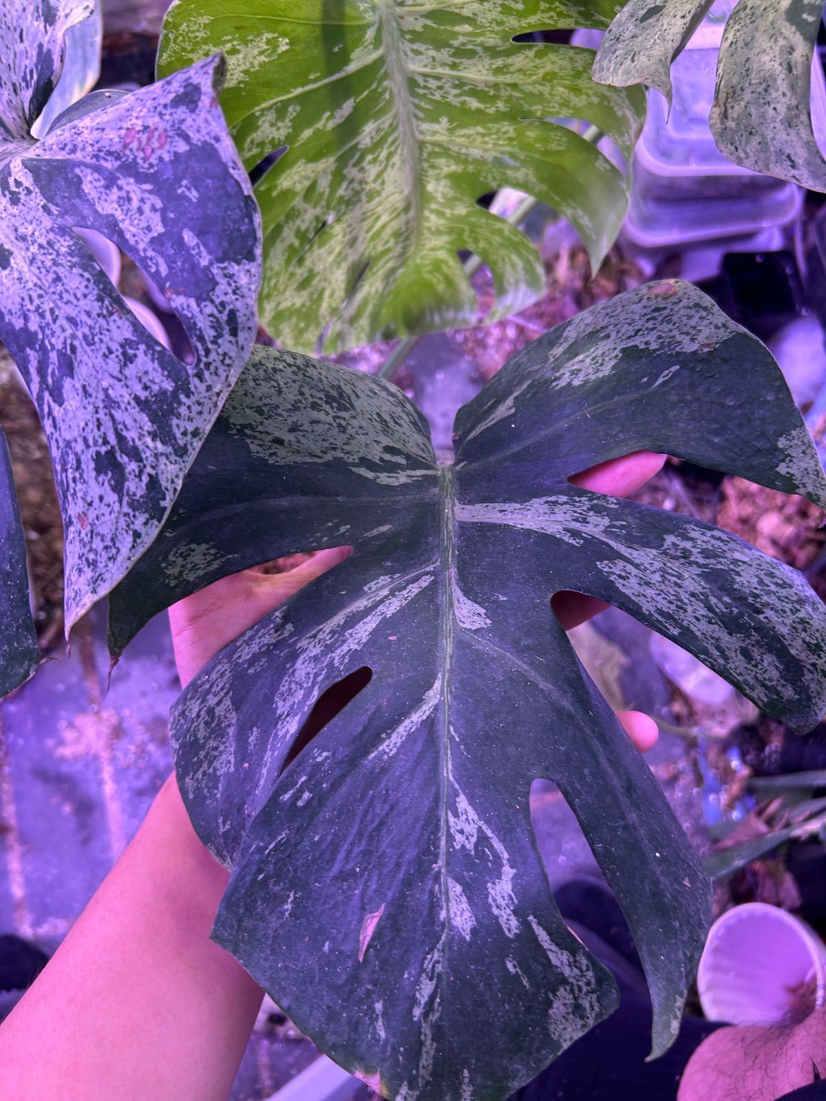 Monstera Vietciosa (5 Leafs)