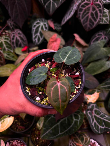 Anthurium (Carlablackie ‘District’ x Carlablackie RA8) S1