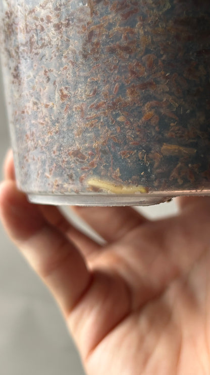 Monstera Matcha Mint