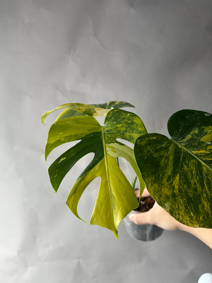 Monstera Thai Constellation “Miracle” Cutting
