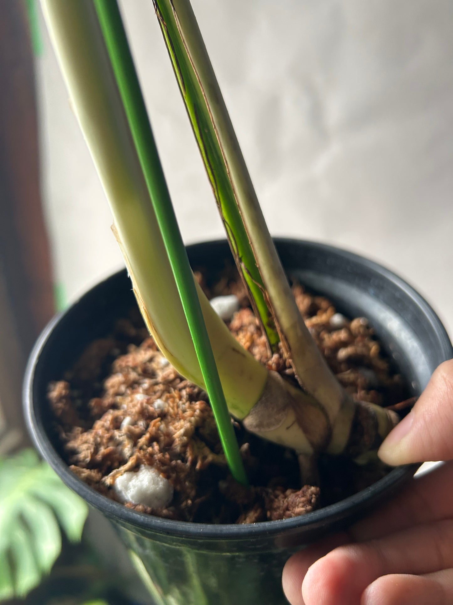 Monstera Deli x Bors Mint ( True Mint)