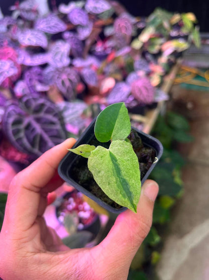 Variegated Anthurium (Pap Var x RL) x (DocBlock x RVDP) by Han Kirok