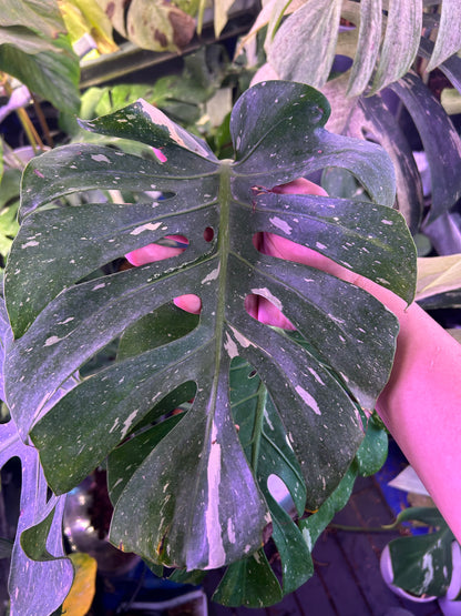 Monstera Fishbone