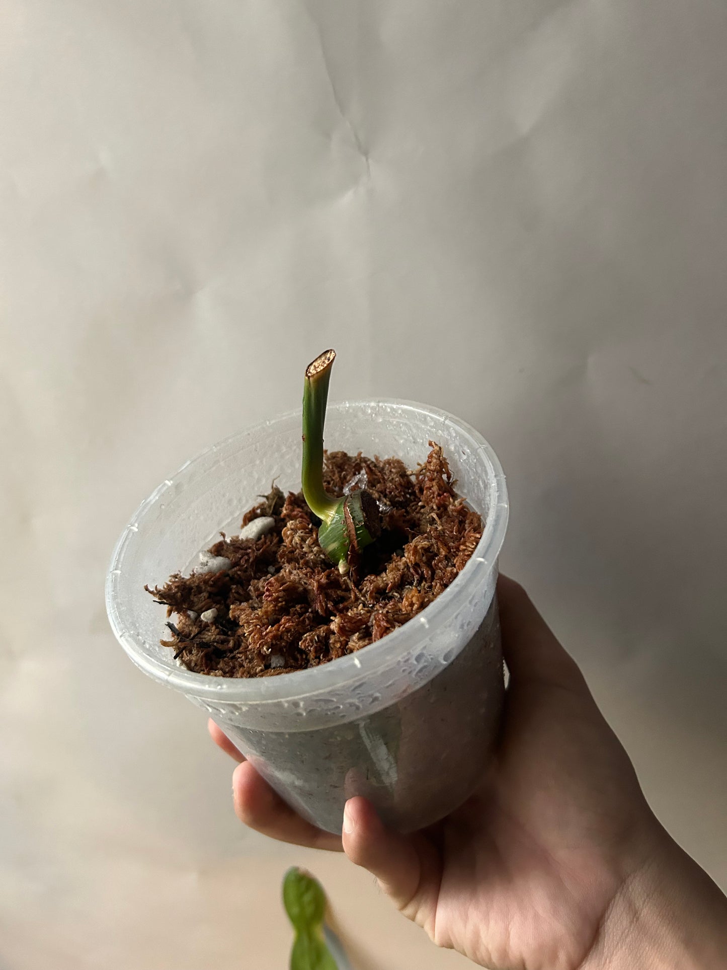 Philodendron Pastazanum Albo