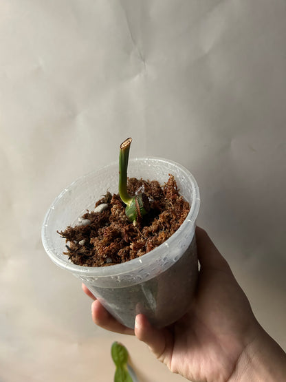 Philodendron Pastazanum Albo