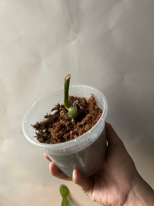 Philodendron Pastazanum Albo