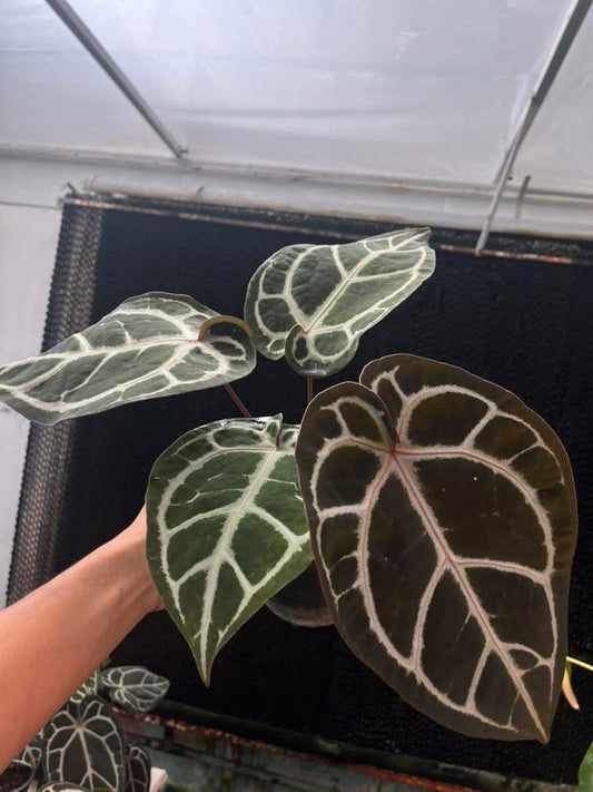 Anthurium ( SKG Pink Lemonade x RC) x Anthurium ( Michelle Long Form x Zara) by Han Kirok