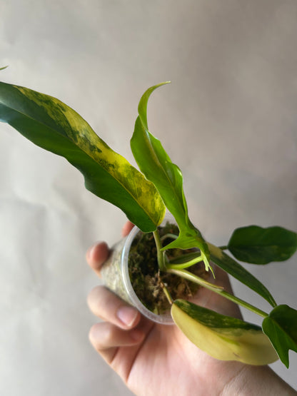 Philodendron Flobe x Tortum