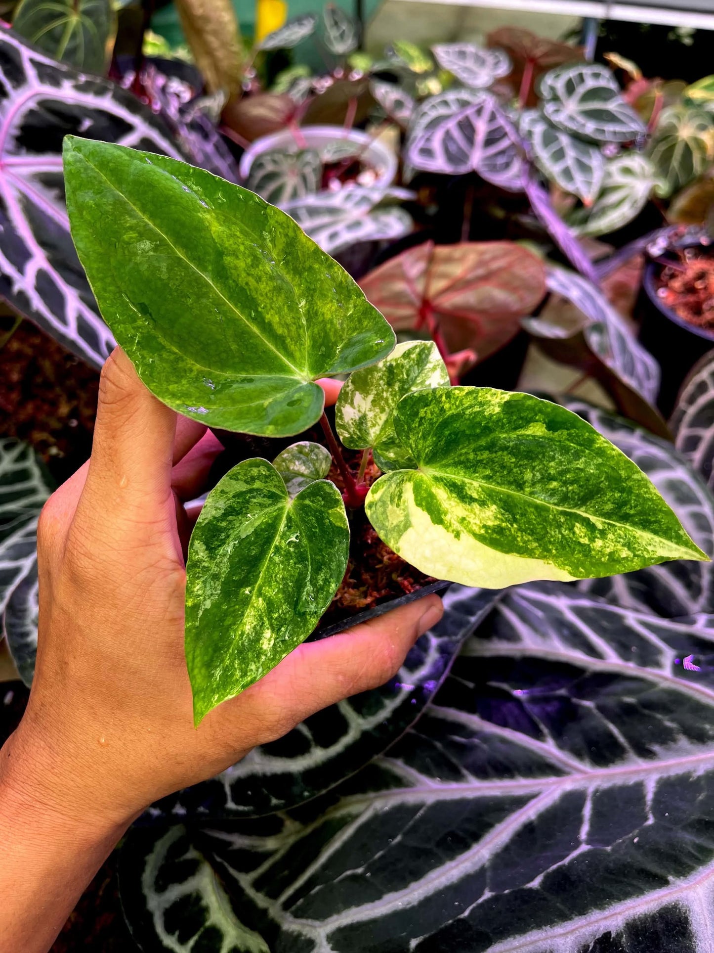 Var Anthurium ( Pap Var x Guna Yala) x Var Anthurium ( Pap Var x Carlablackie) by Han Kirok
