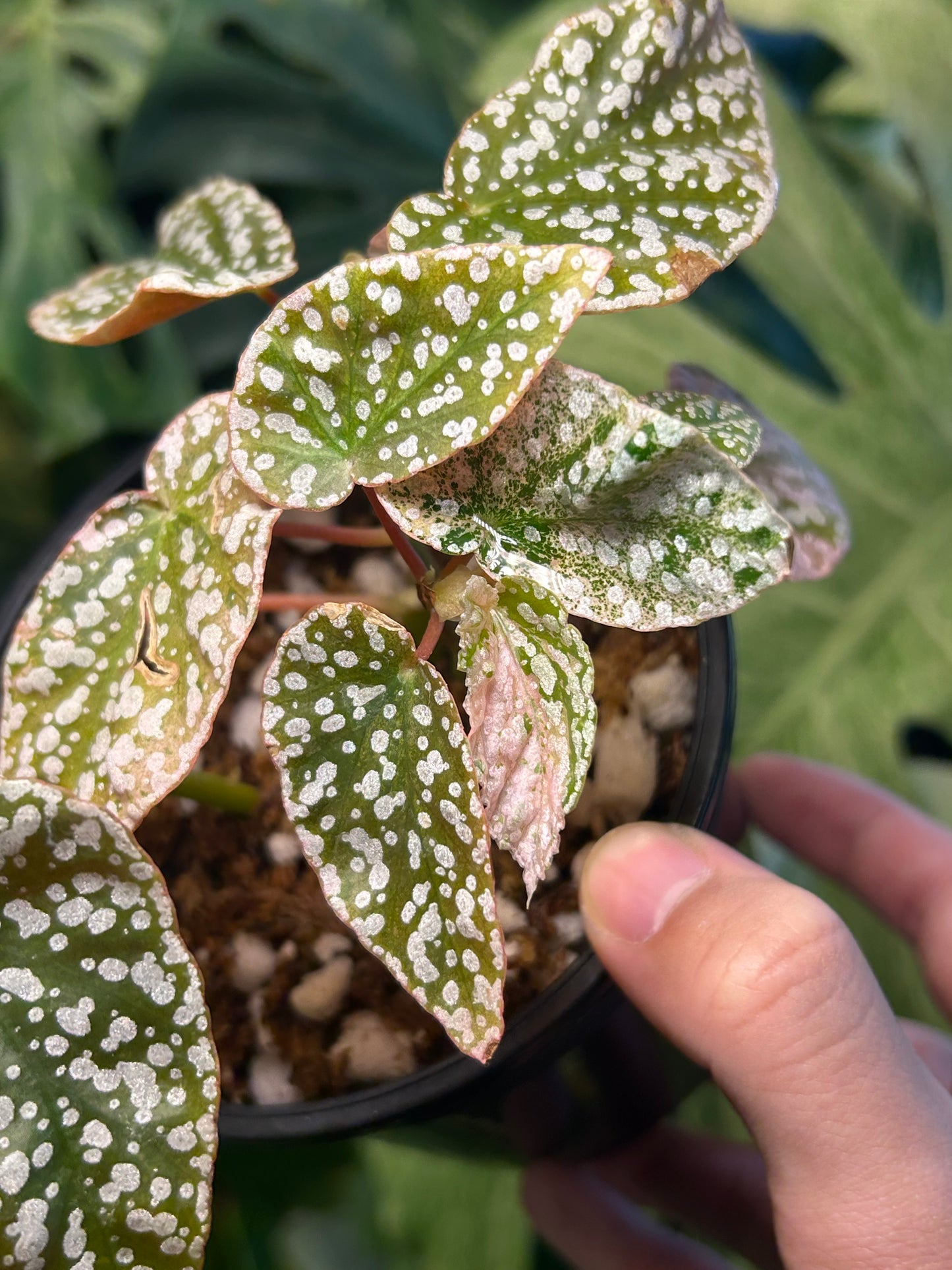 Begonia Snowcape Variegated