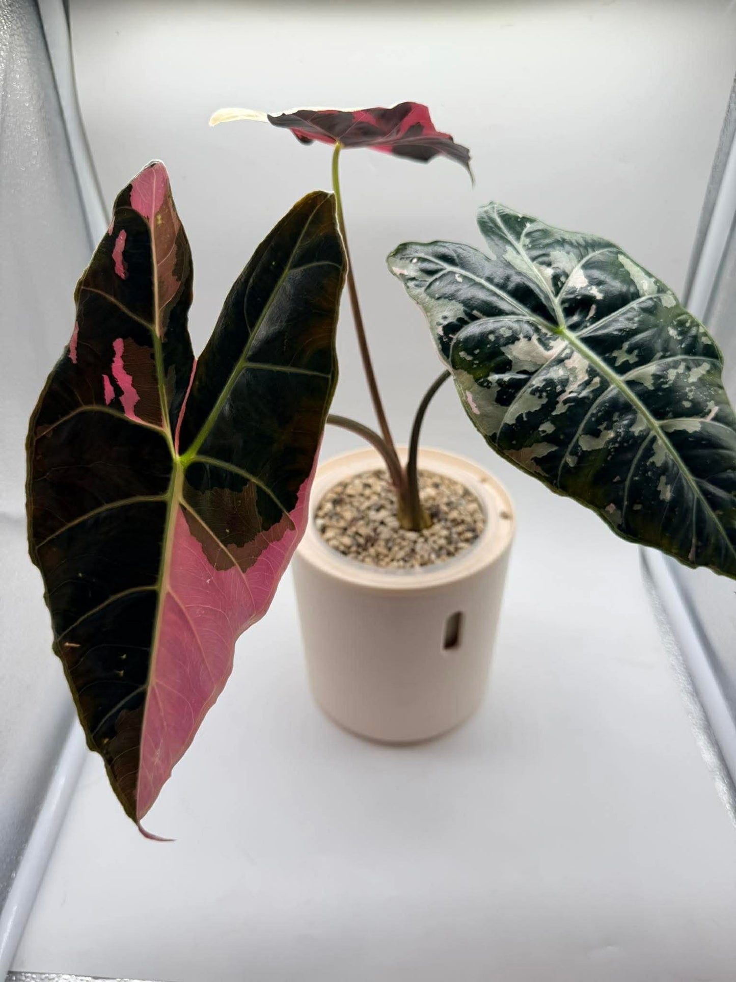 Alocasia Black Saturn Pink