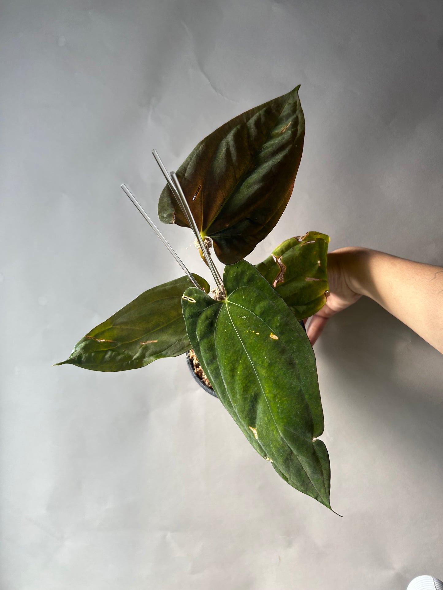 Anthurium RVDP x Ree