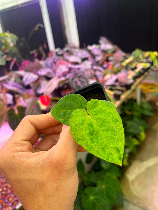 Variegated Anthurium (Pap Var x RL) x (DocBlock x RVDP) by Han Kirok