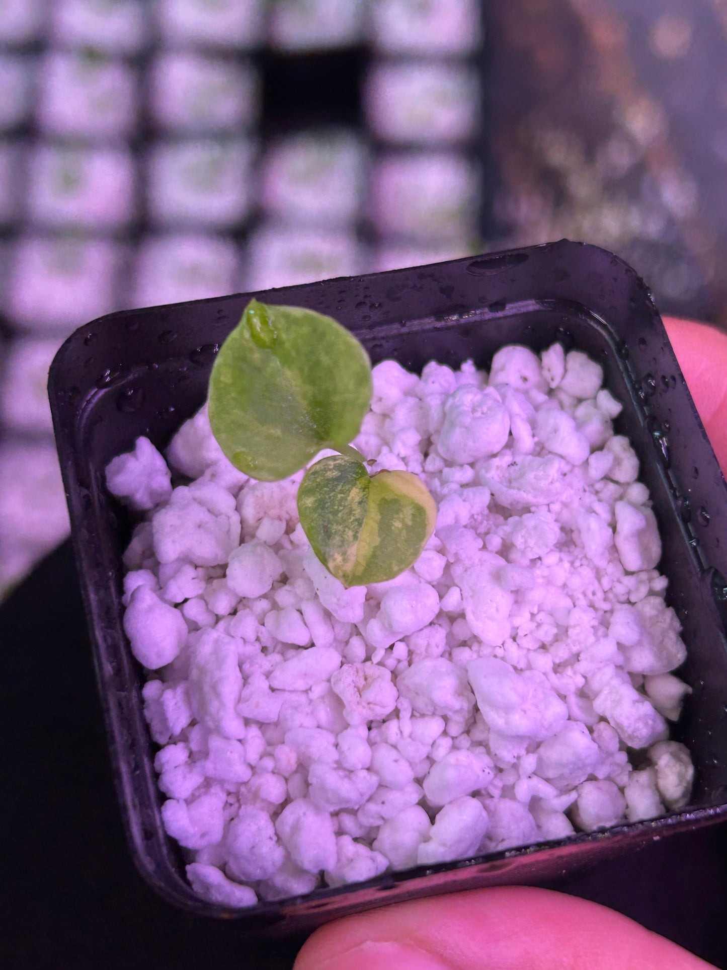 Variegated (Crystallium x AOS) x (SKG Pink Lemonade x RC)