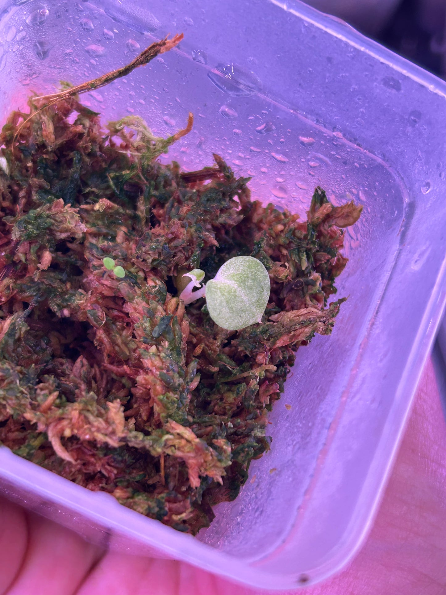 Variegated Anthurium (DH x RVC) x Variegated Anthurium (DocBlock x RVDP) by The Realm If Leaf