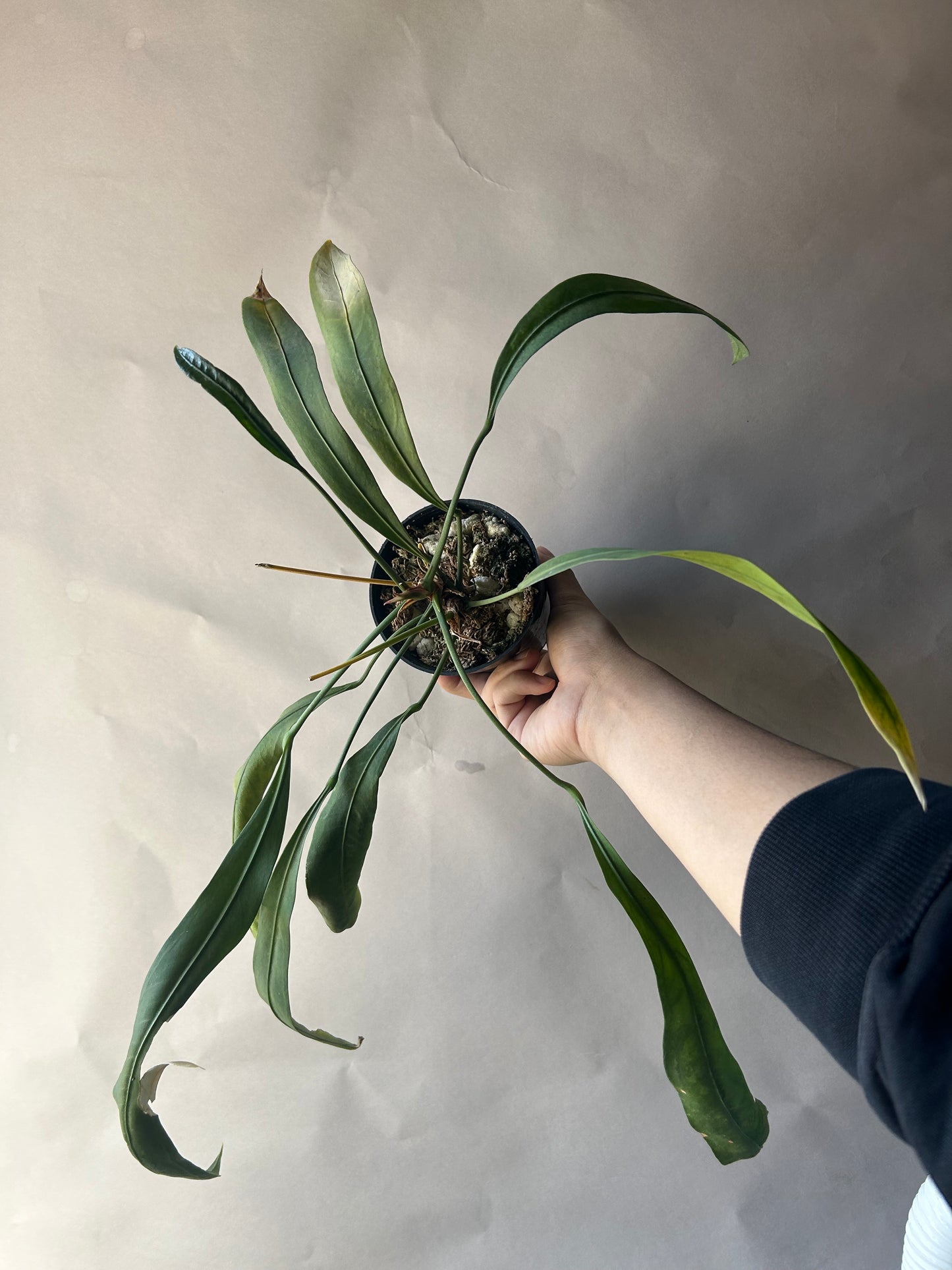 Anthurium Vittarifolium