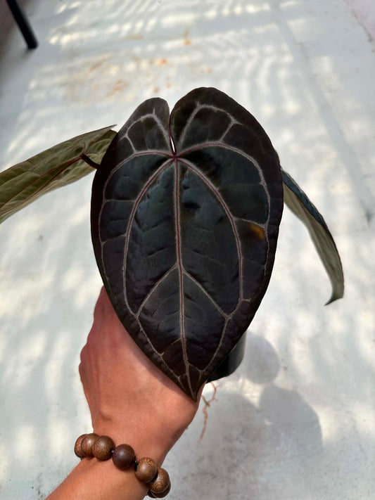 Selected Anthurium (Michelle x Michelle) Docblock x Michelle Dockblock by The Realm Of Leaf