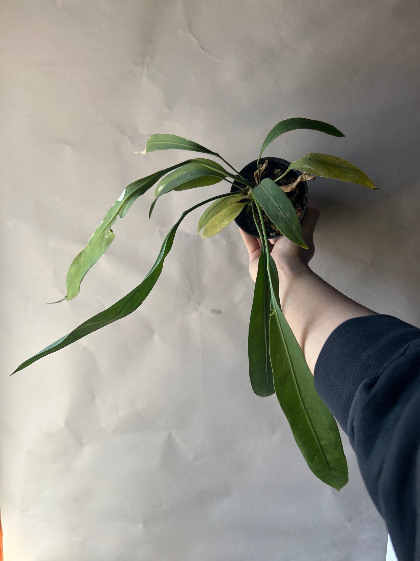 Anthurium Vittarifolium