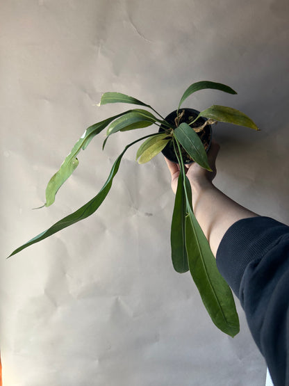 Anthurium Vittarifolium