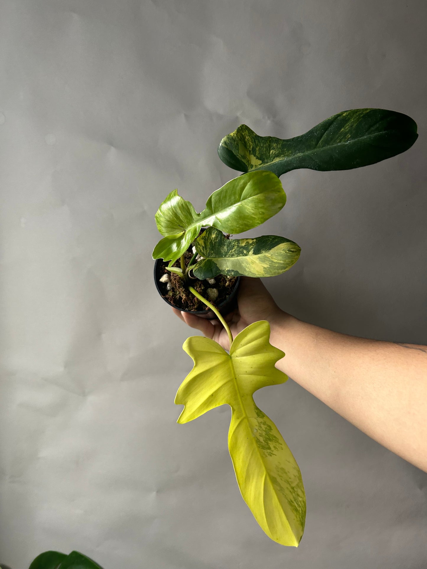 Philodendron Florida Beauty x Mayoi