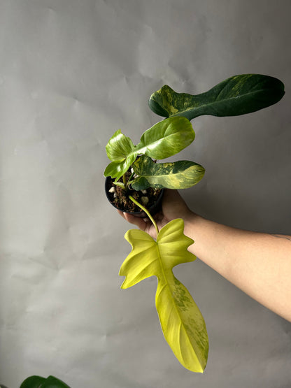Philodendron Florida Beauty x Mayoi