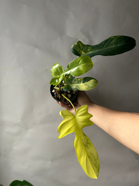 Philodendron Florida Beauty x Mayoi