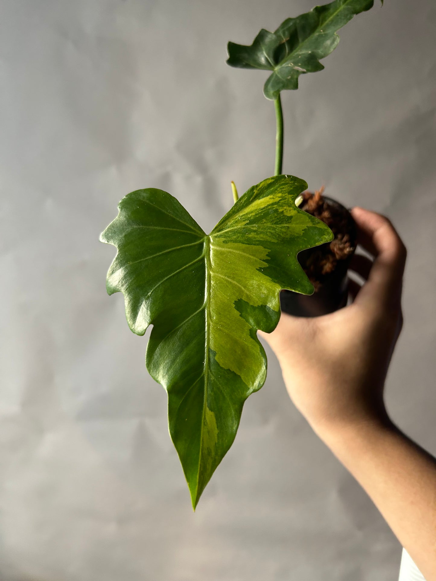 Philodendron Radiatum Variegated