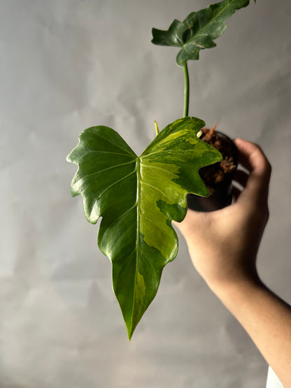 Philodendron Radiatum Variegated
