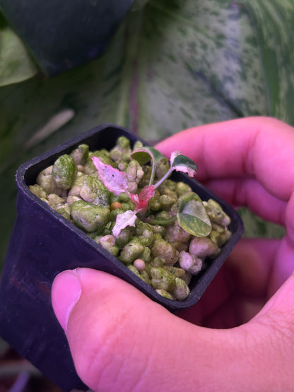 Pink Var Anthurium DH x RVC