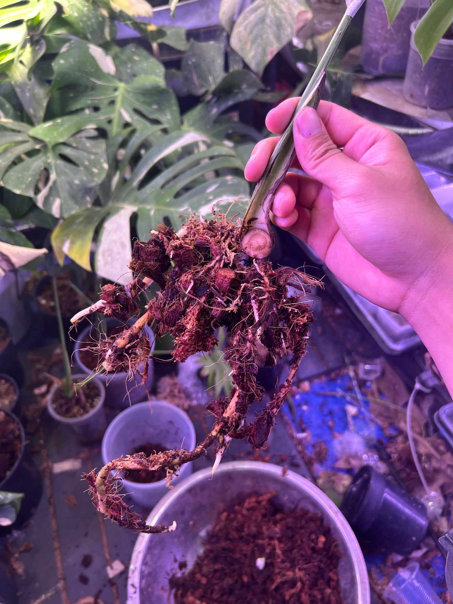 Monstera Medusa Cutting