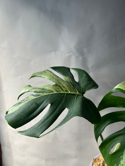 Monstera Vietciosa