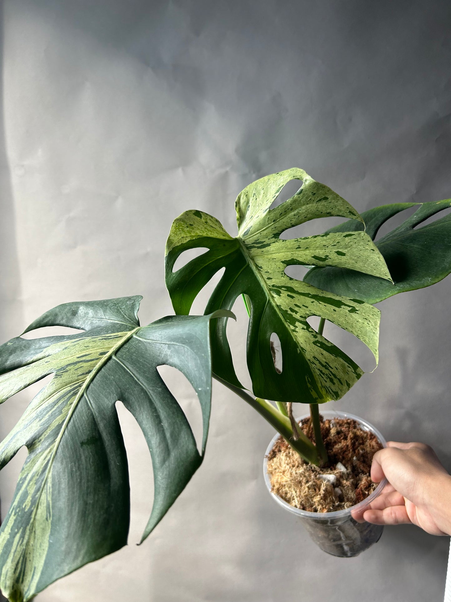 Monstera Vietciosa