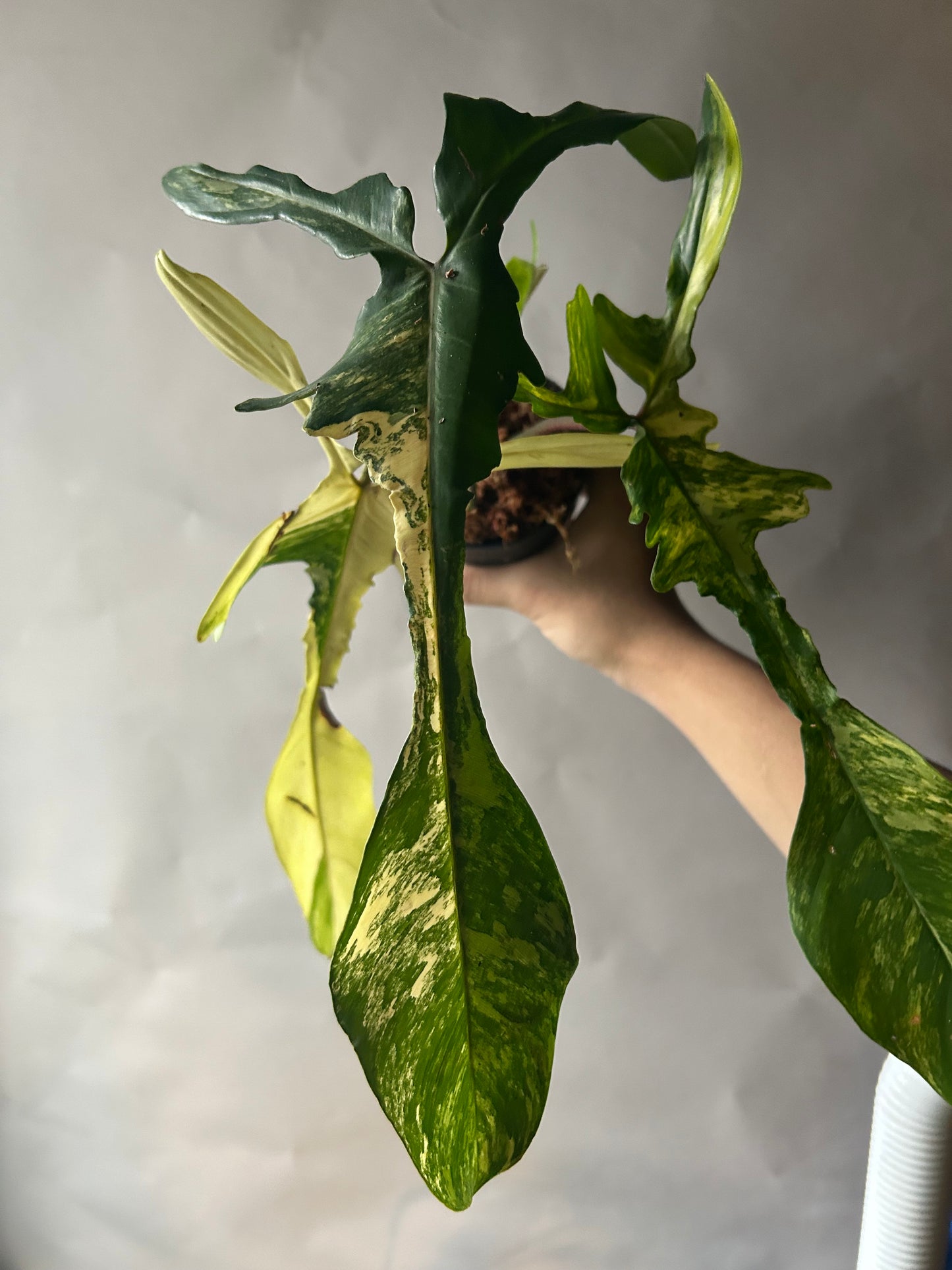 Philodendron Florida Beauty