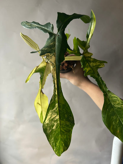Philodendron Florida Beauty