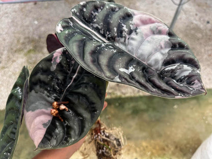 Alocasia Cuprea True Pink (Pre-Order)