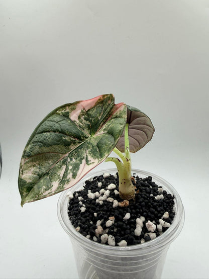 Alocasia Nebula Albo Pink