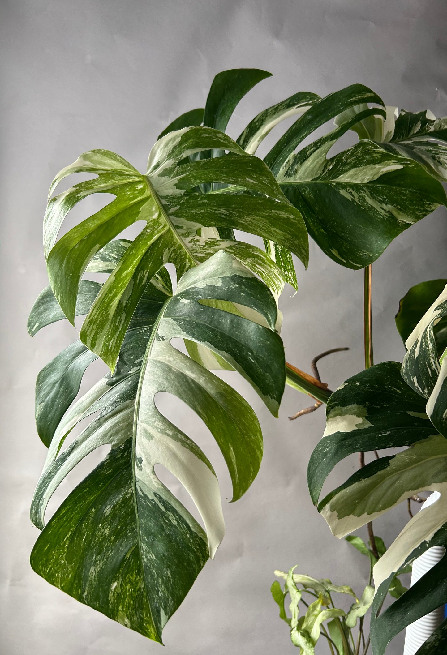 Monstera Albo