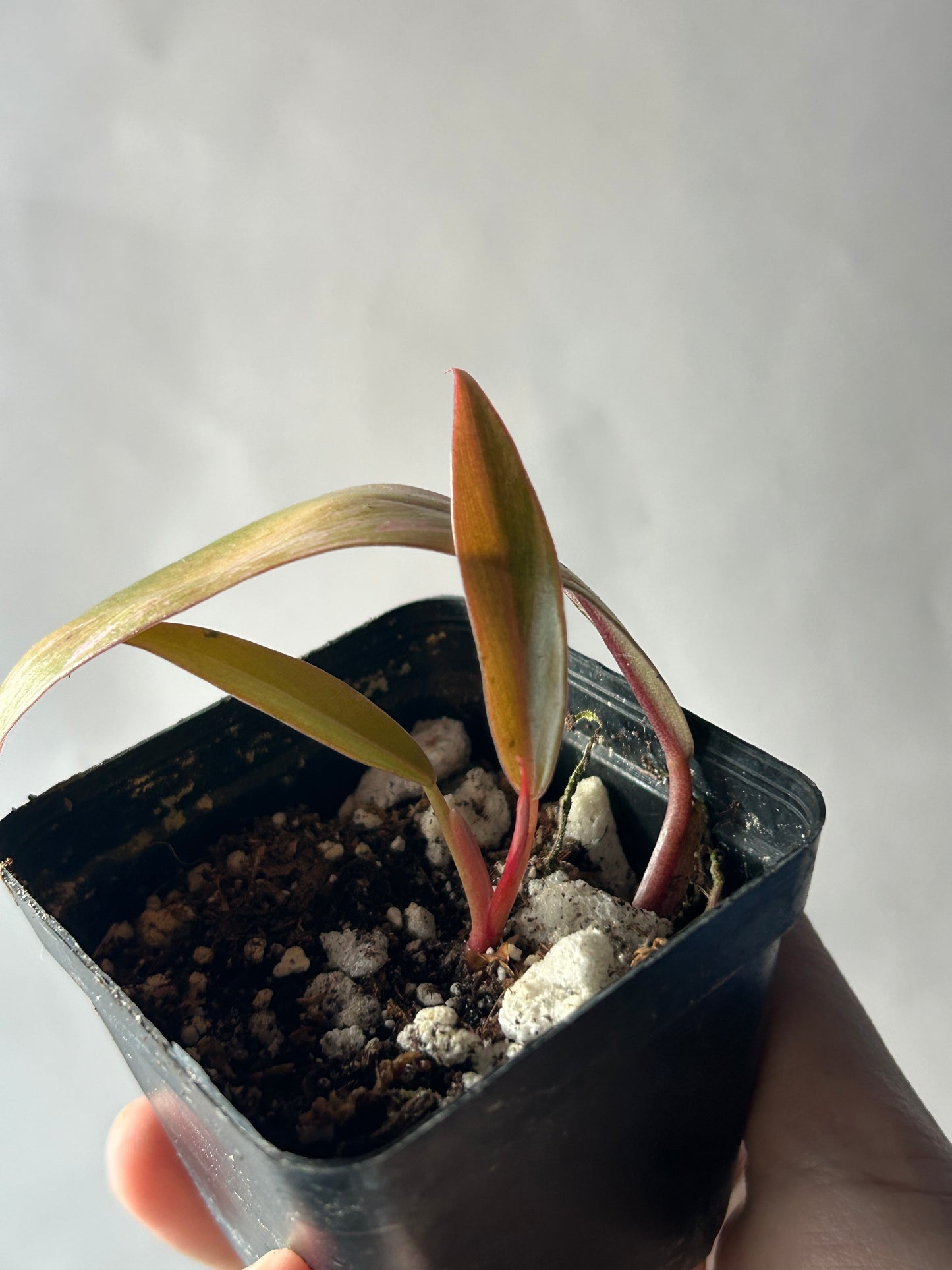 Philodendron Caramel Marble