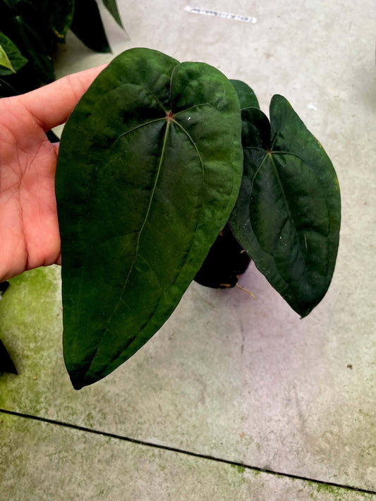 Anthurium AOS x Dressleri by Han Kirok