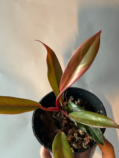 Philodendron Caramel Marble Variegated