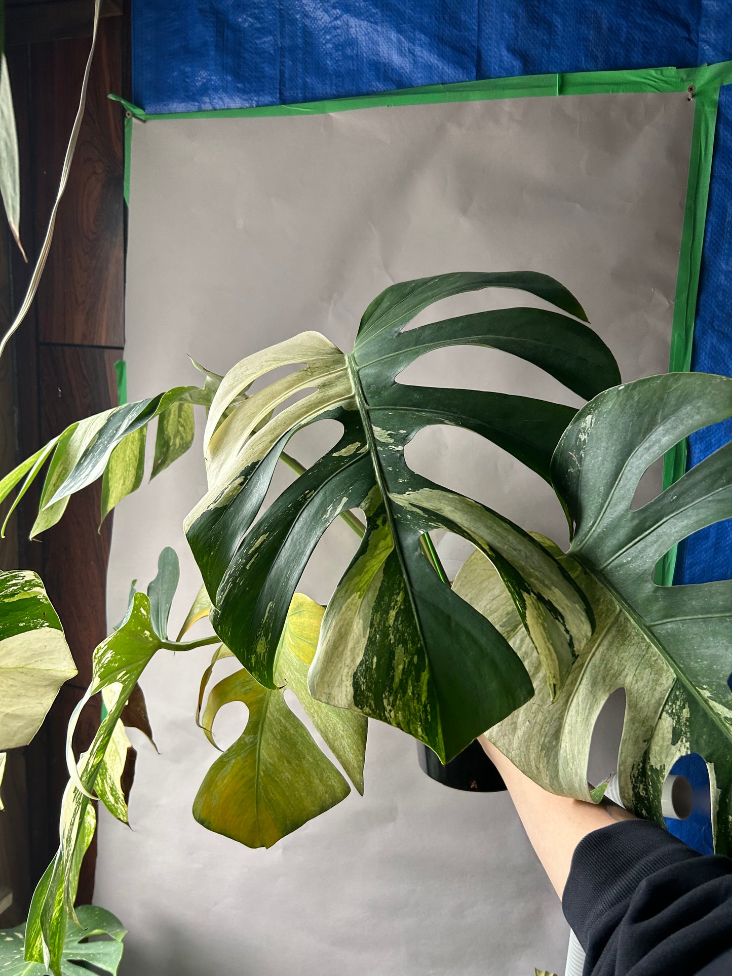 Monstera Deli x Bors Mint ( True Mint )