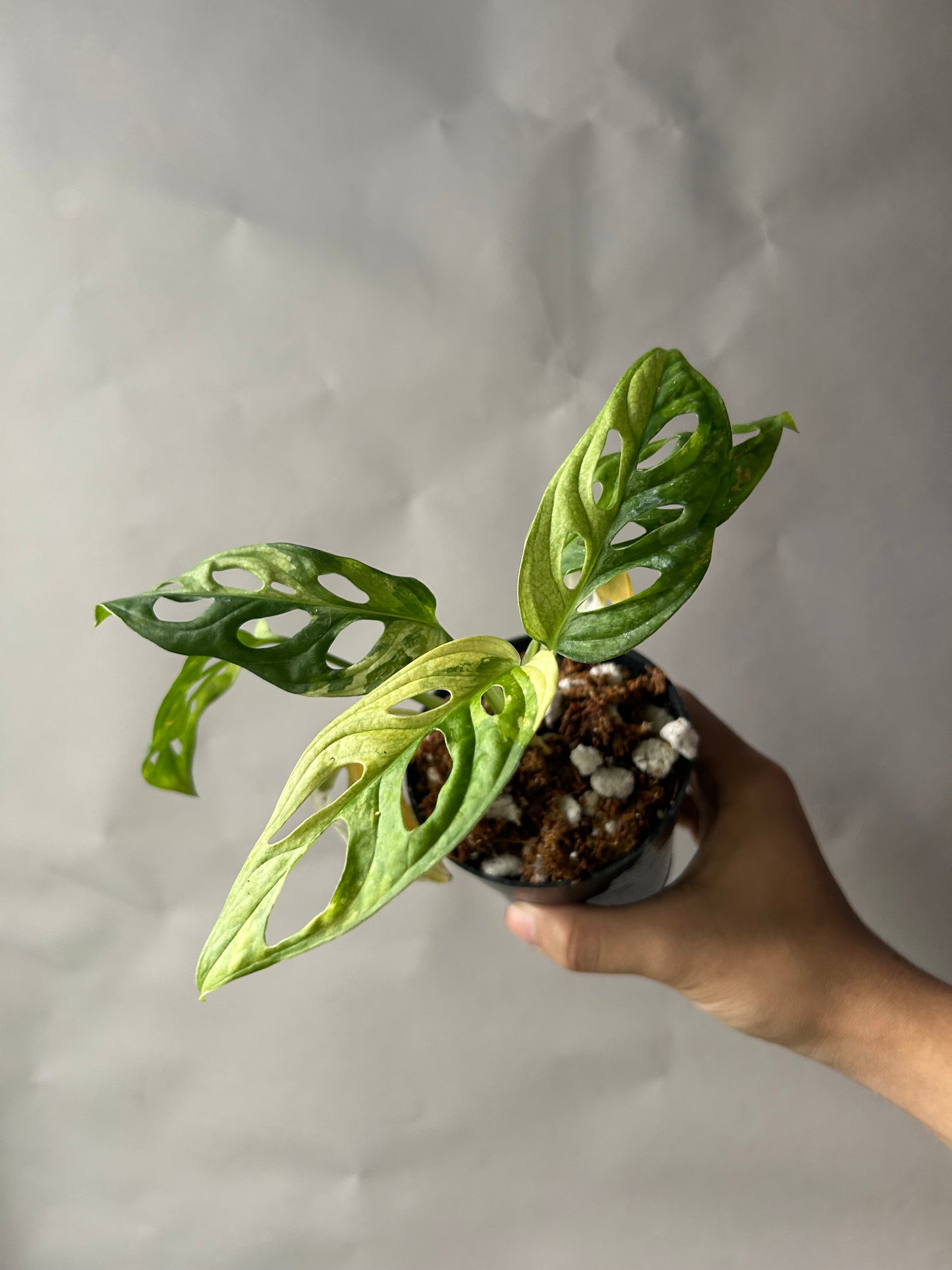 Monstera Adansonii Tricolor aka Albo