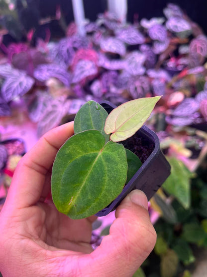 Variegated Anthurium (Pap Var x RL) x (DocBlock x RVDP) by Han Kirok