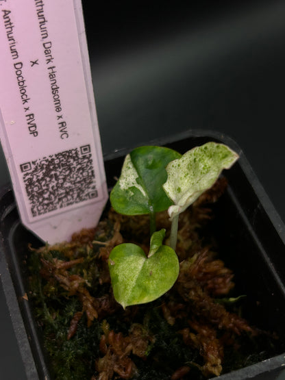 Albo Pink Anthurium ( DH x RVC ) x ( Docblock x RVDP)