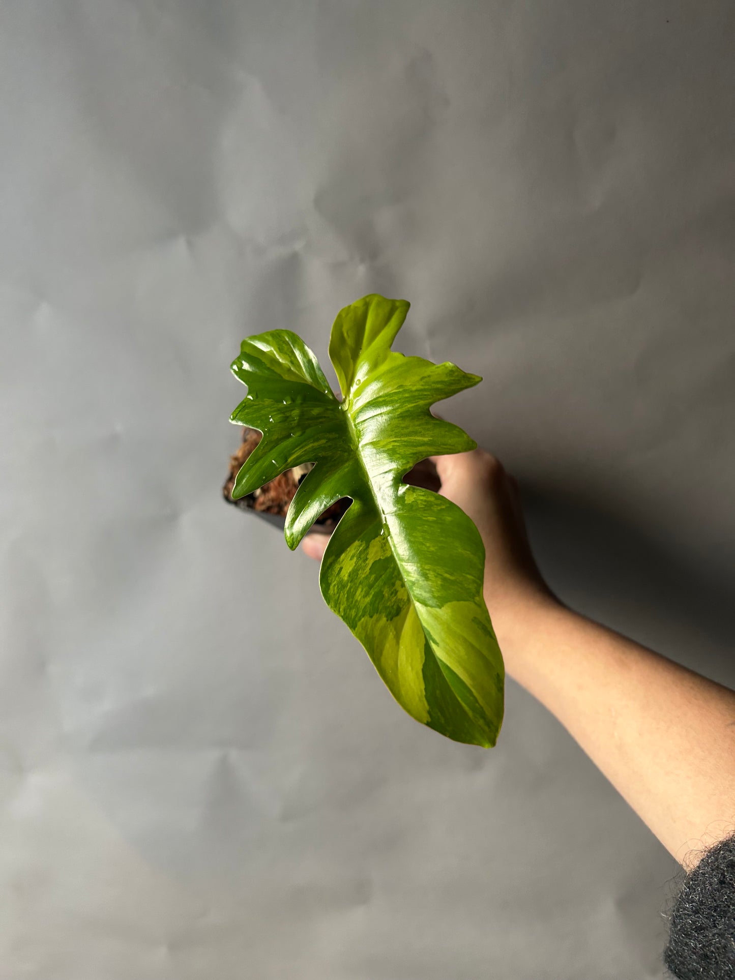 Philodendron Florida Beauty X Mayoi ( Kitina )